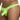 Good Devil GD7107 Thong