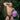 Daniel Alexander DAK058 Thong