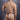 Good Devil GDK065 Supportive Waistband Thong