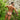 Kyle KLE009 Open Back Sporty Jockstrap